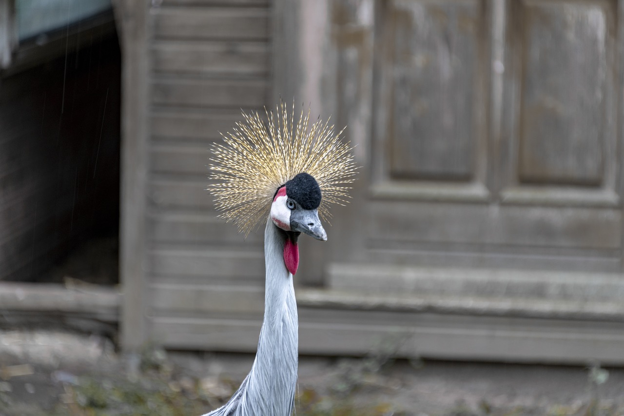 bird  duck  feather free photo