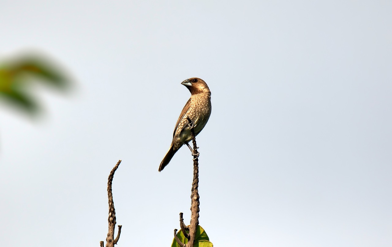 bird  wild  wildlife free photo