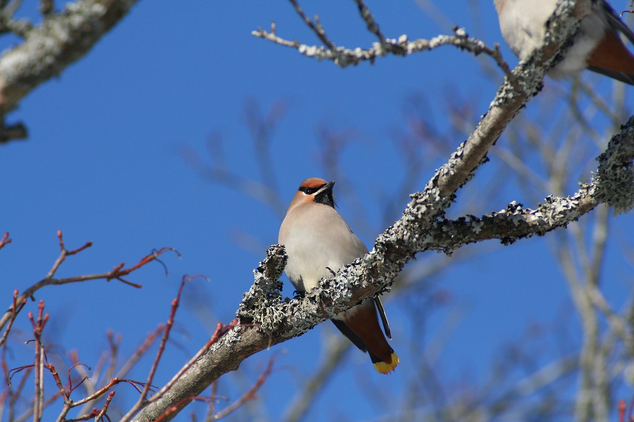 bird  animals  nature free photo