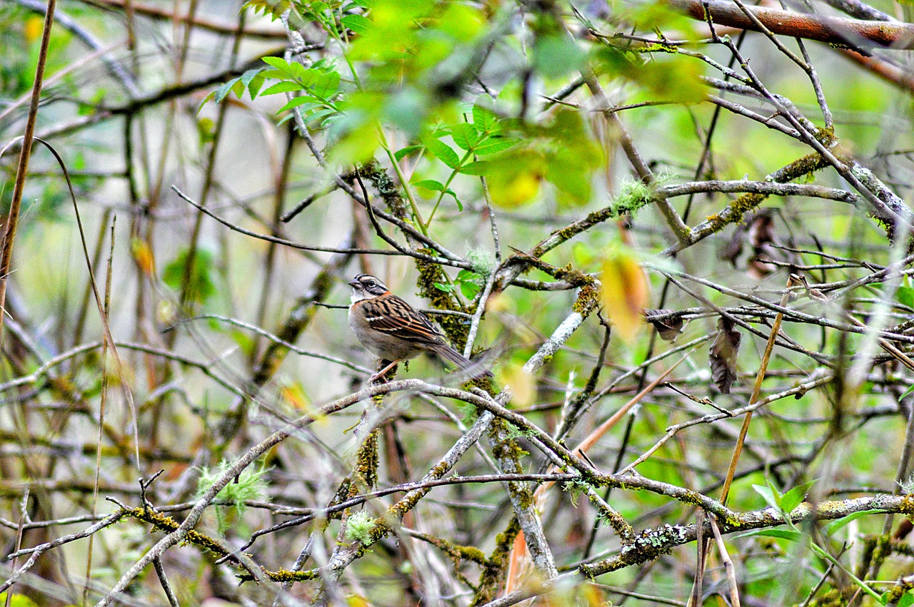 bird  nature  colorful free photo