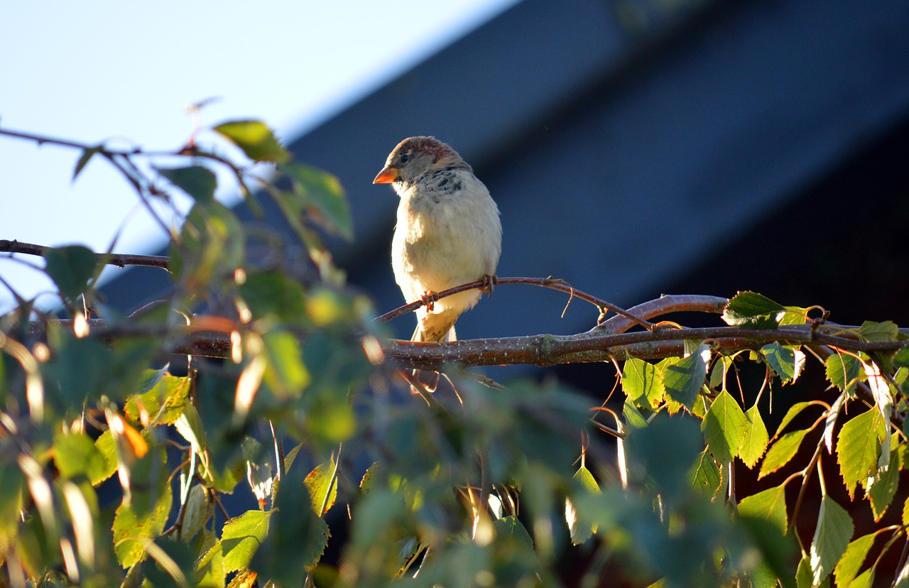 bird  tree  fink free photo