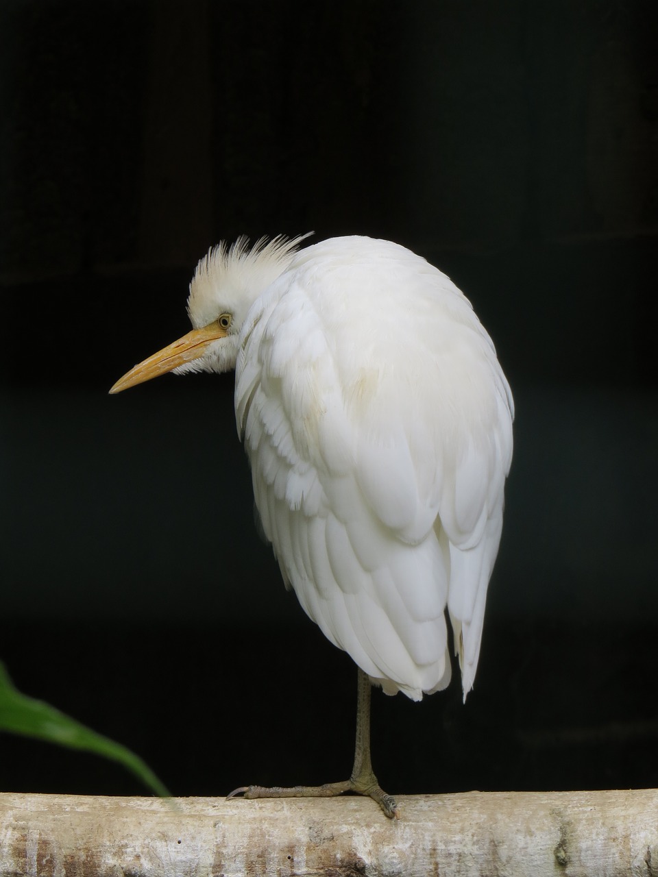 Белая птица