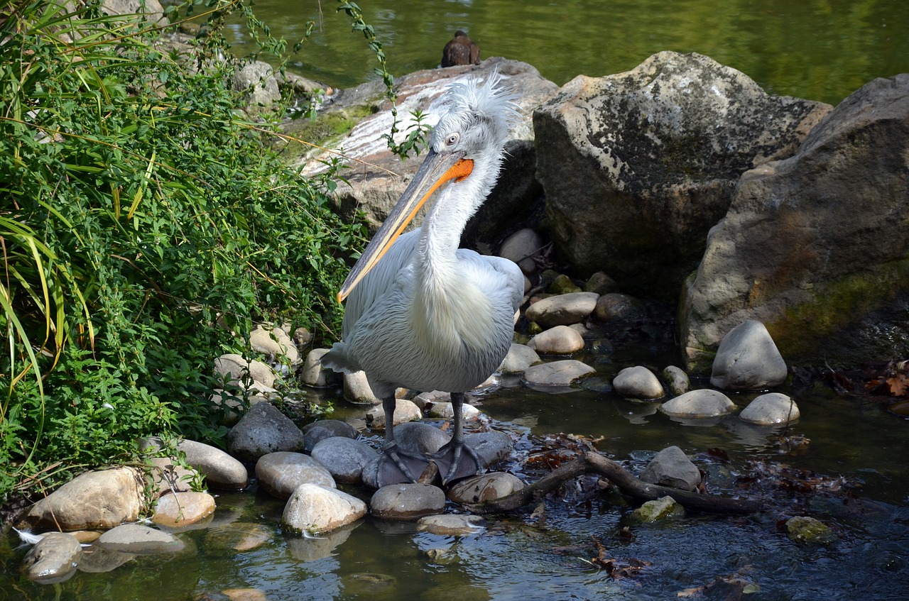 bird  zoo  nature free photo