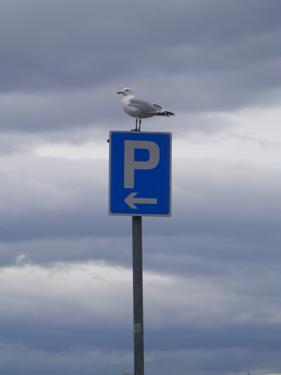 bird sky animal free photo