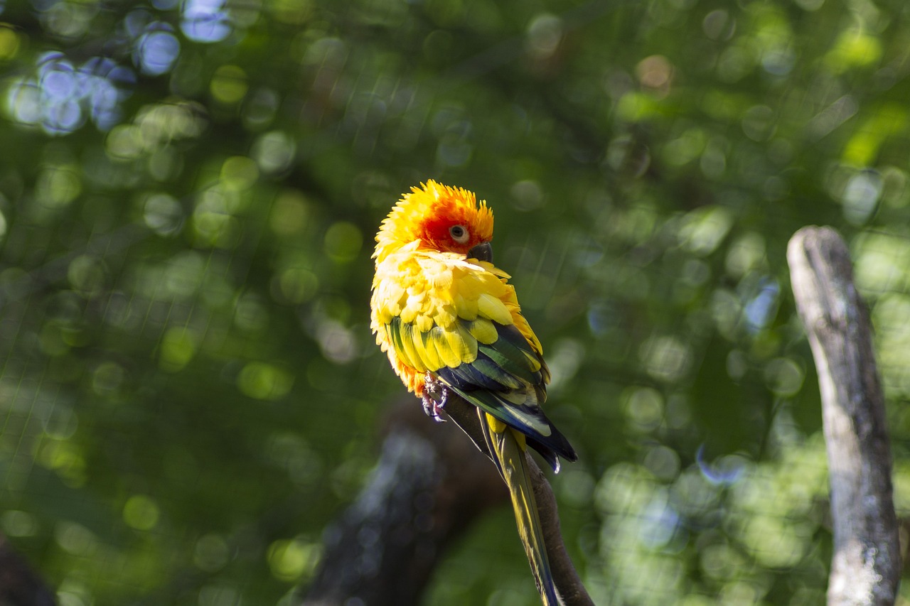 bird  colorful  feather free photo