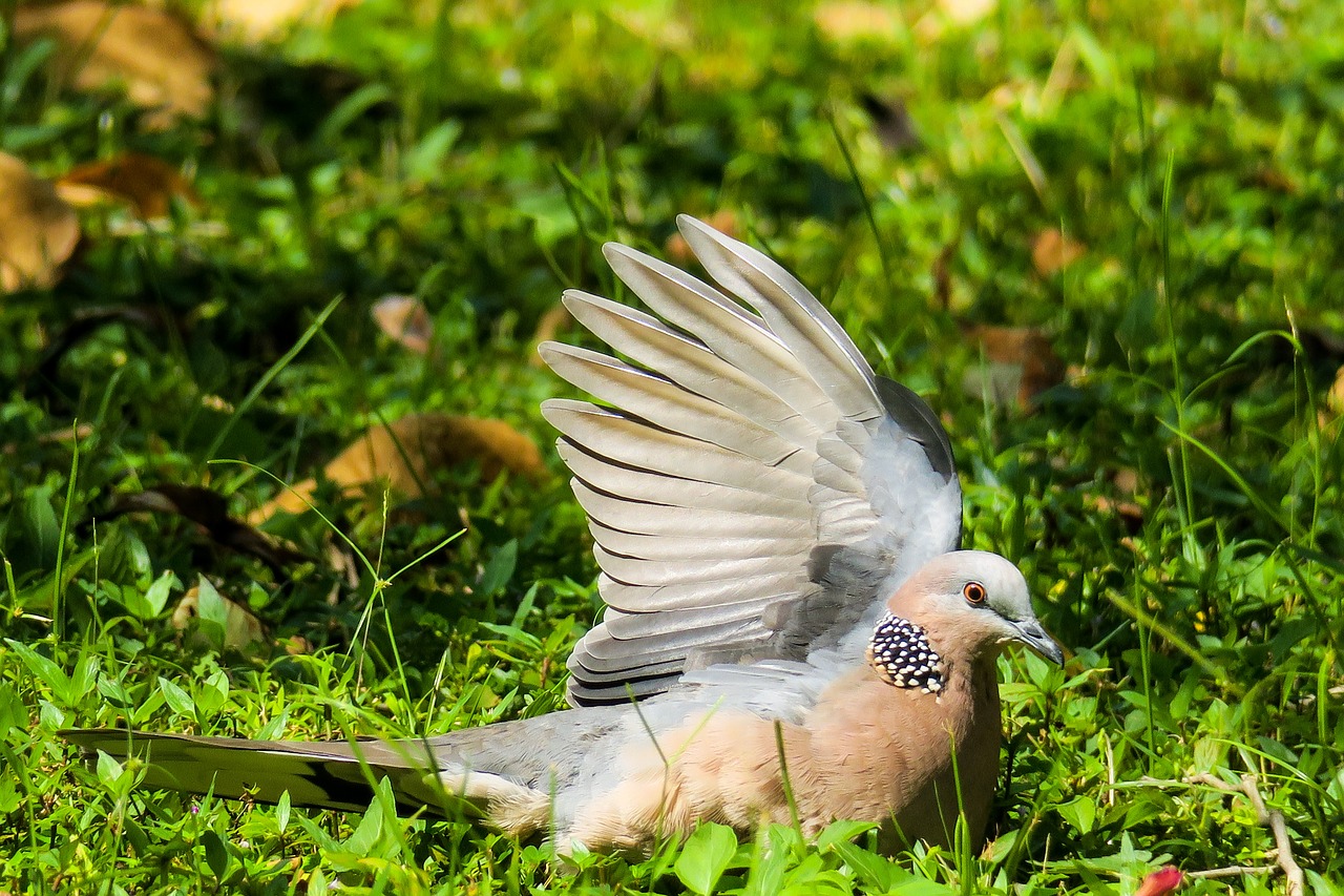 bird  feather  wings free photo