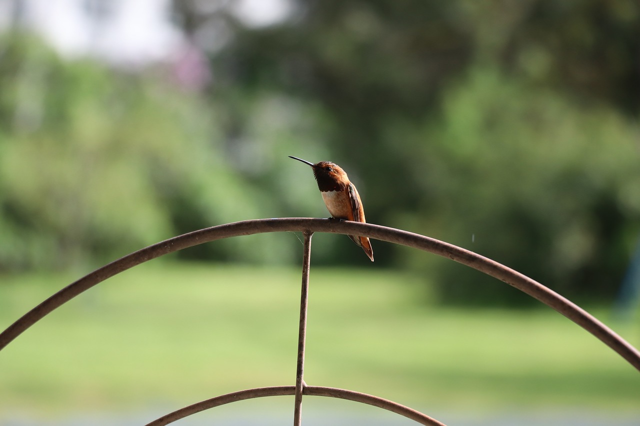 bird  feathered  beak free photo