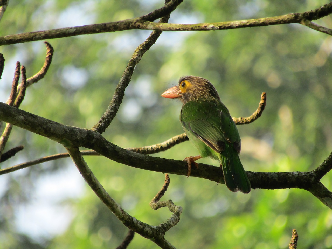 bird  wildlife  animal free photo