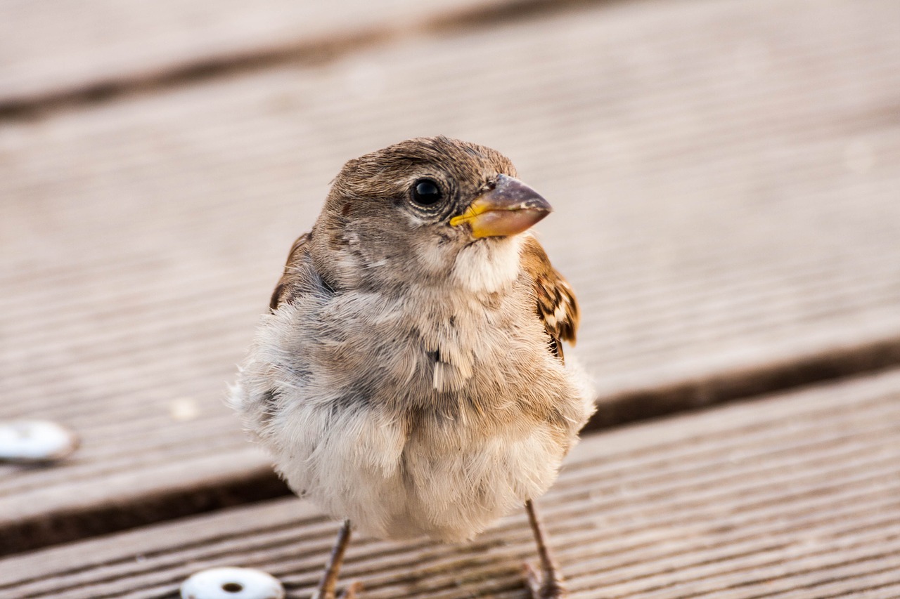 bird  portrait  nature free photo