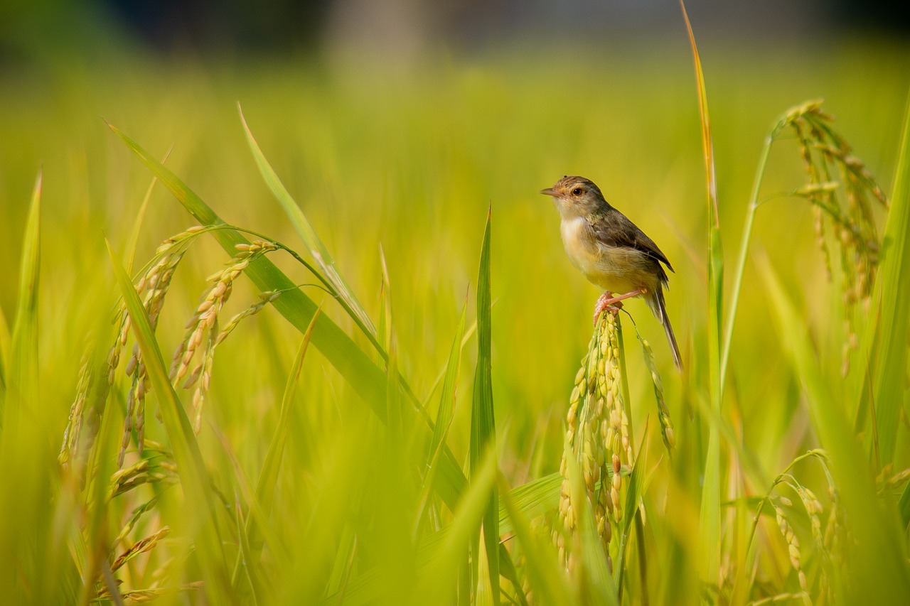 bird  nature  animal free photo