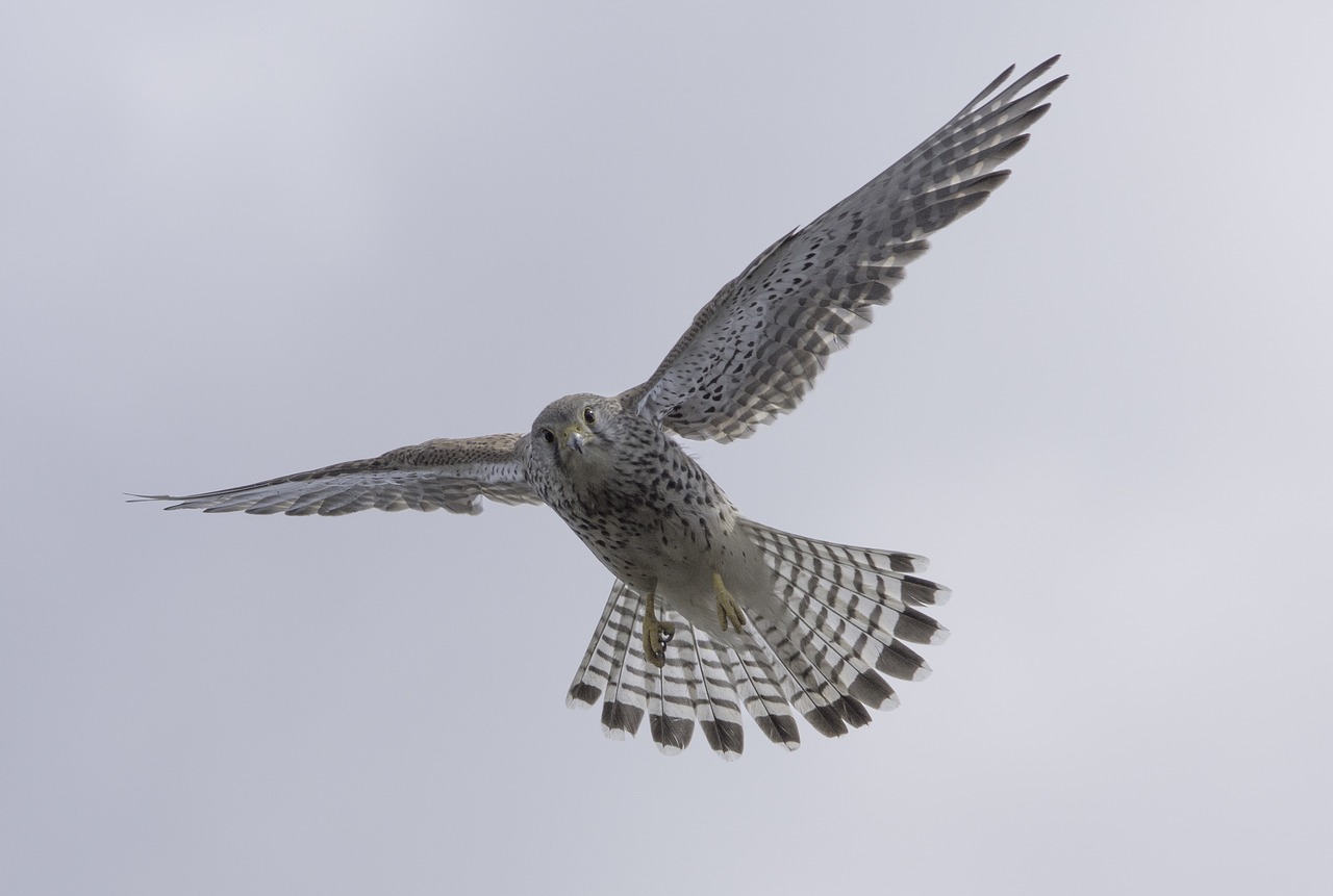 bird  falcon  bird of prey free photo