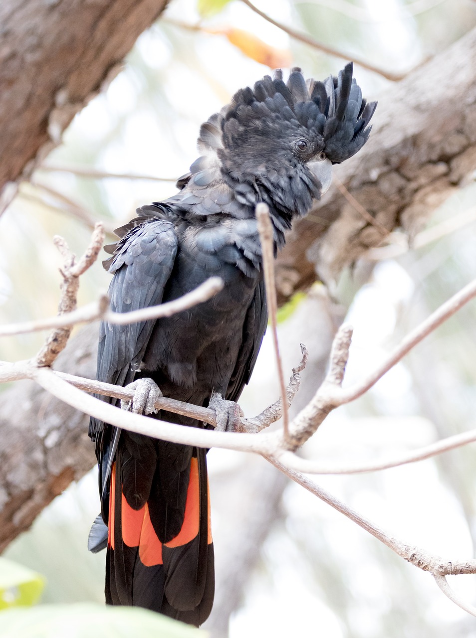 bird  cockatoo  wildlife free photo
