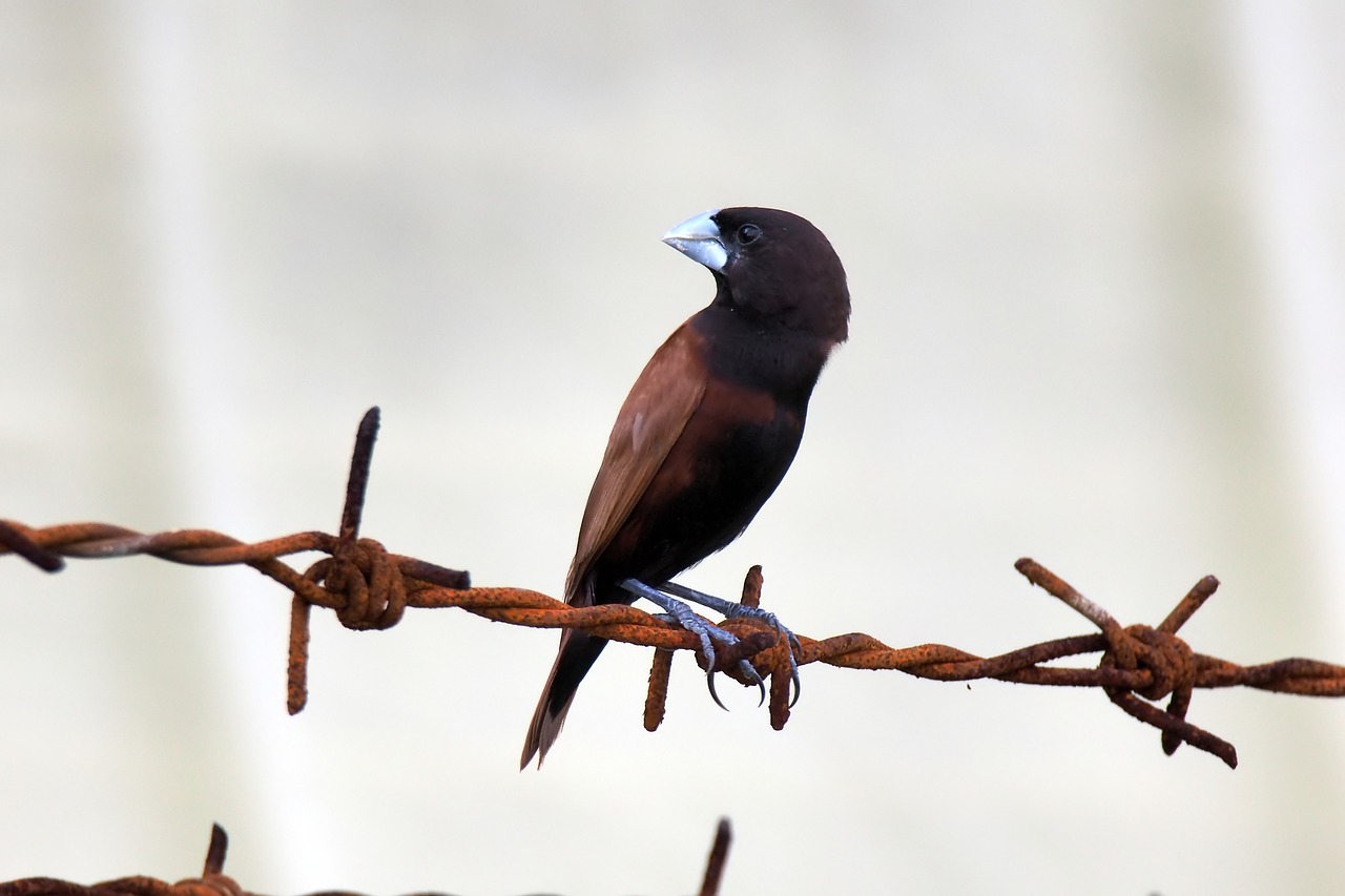 bird  wild  natural free photo