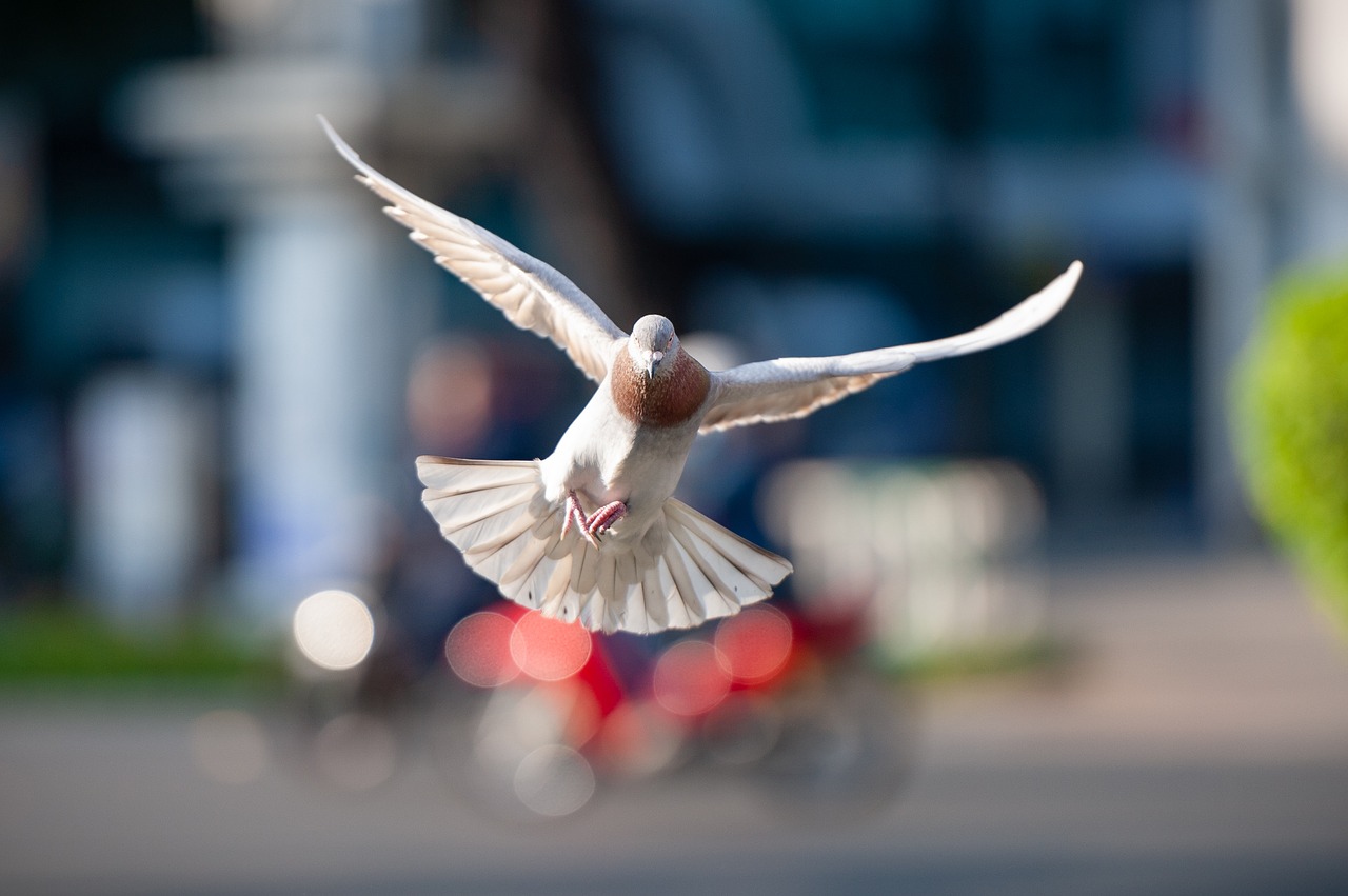 bird  dove  flight free photo