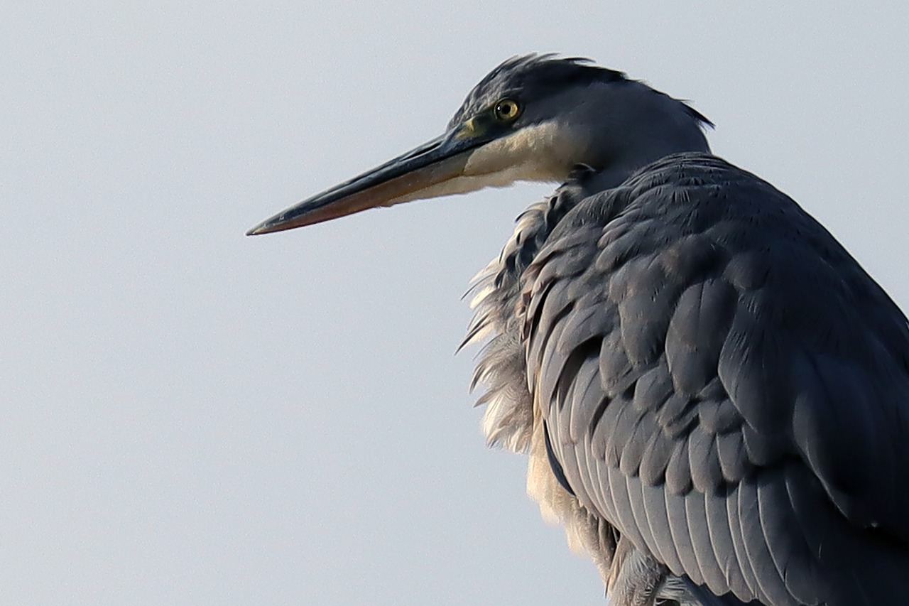 bird  heron  grey heron free photo