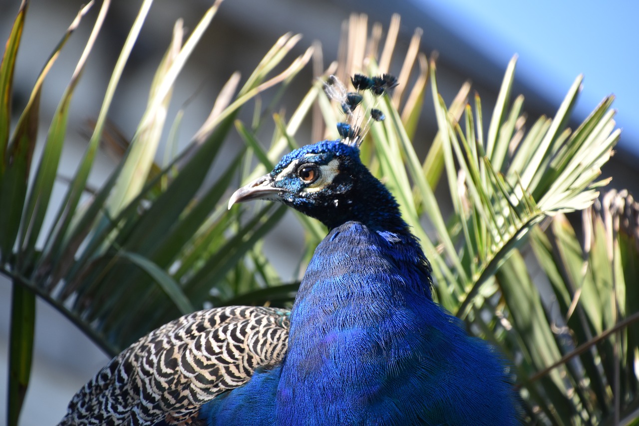 bird  blue  nature free photo