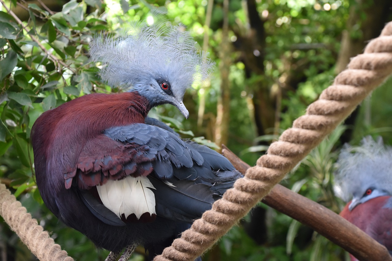 bird  nature  zoo free photo