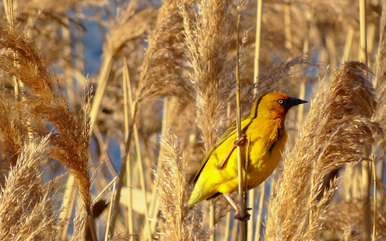bird  yellow  weaver free photo