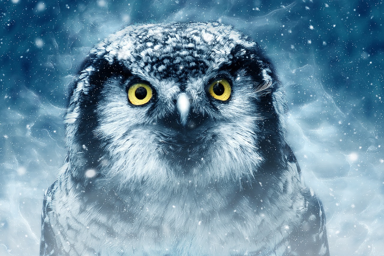 bird  owl  eyes free photo