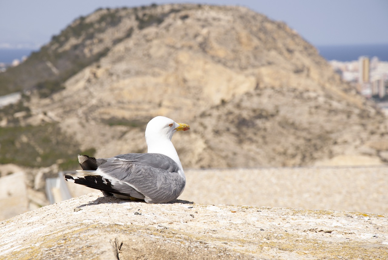 bird  seagull  holidays free photo