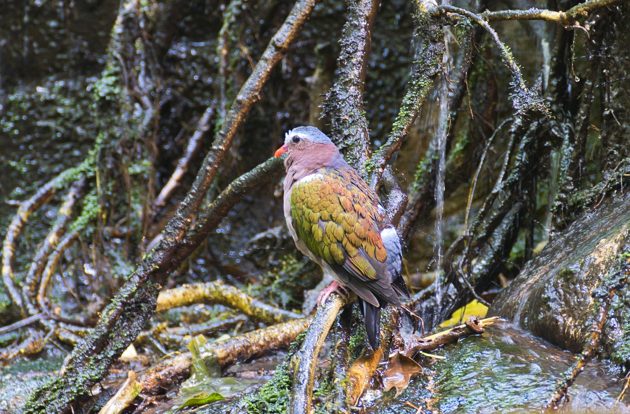 bird  rainforest  wet free photo