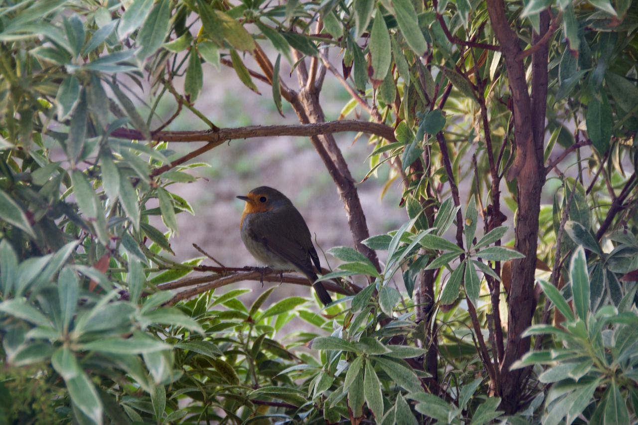 bird  robin  bush free photo