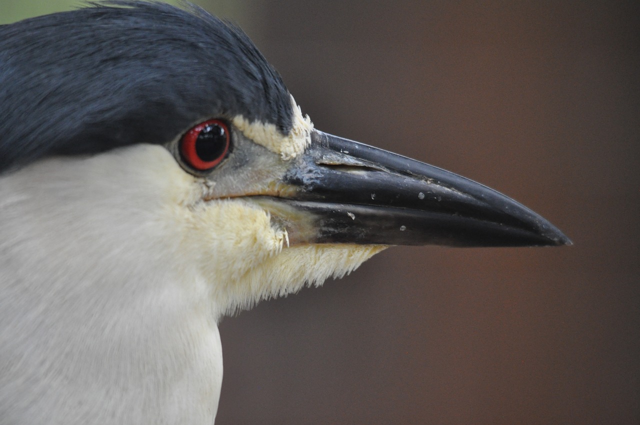 bird  plumage  animal free photo