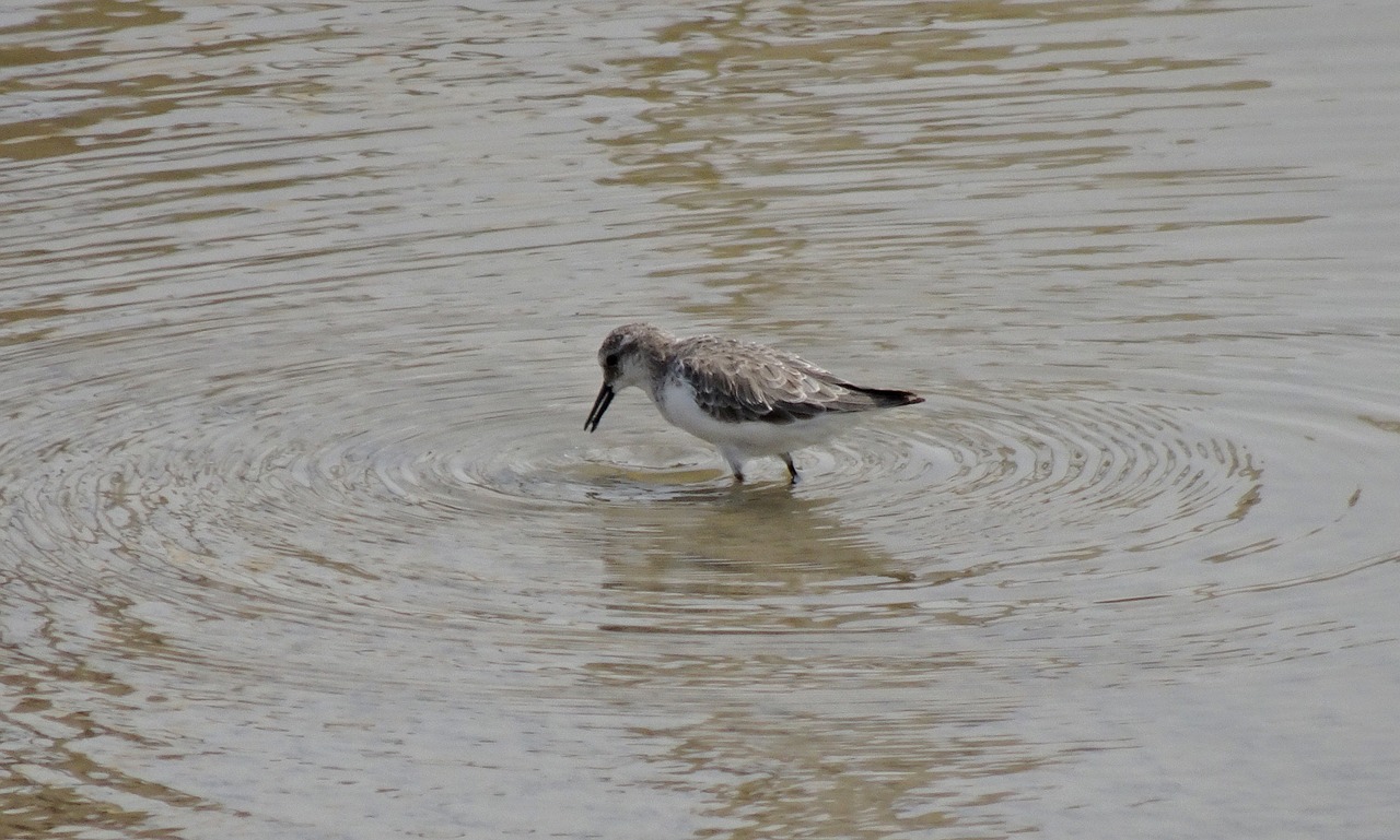 bird  little stint  calidris minuta free photo