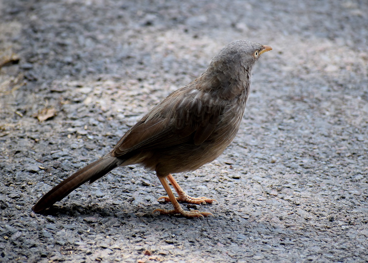 bird  nature  feather free photo