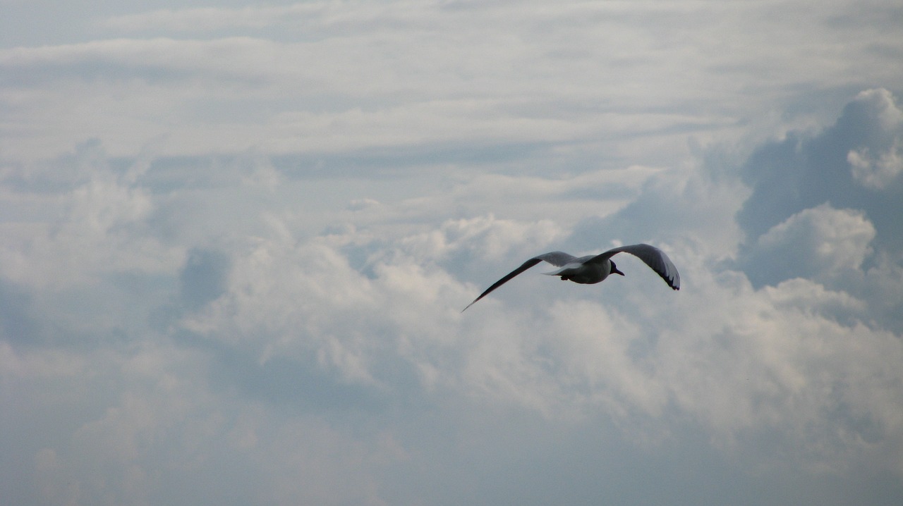 bird  sky  flight free photo