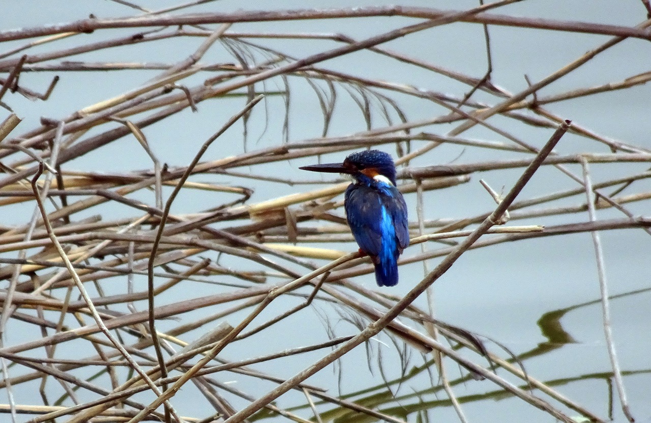 bird  common kingfisher  alcedo atthis free photo