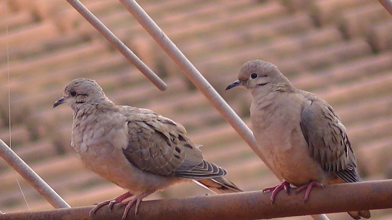 bird pity dove rolls free photo