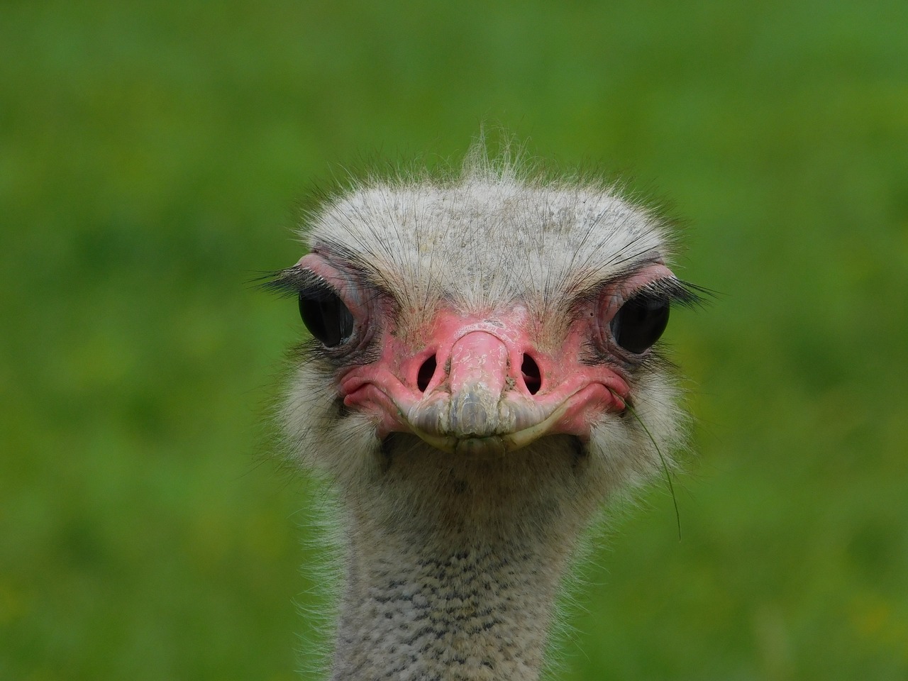 bird  ostrich  animal free photo