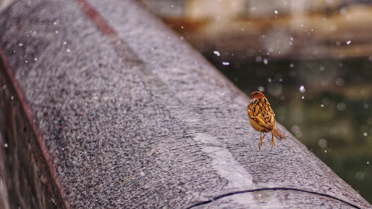 bird  animal  snow free photo