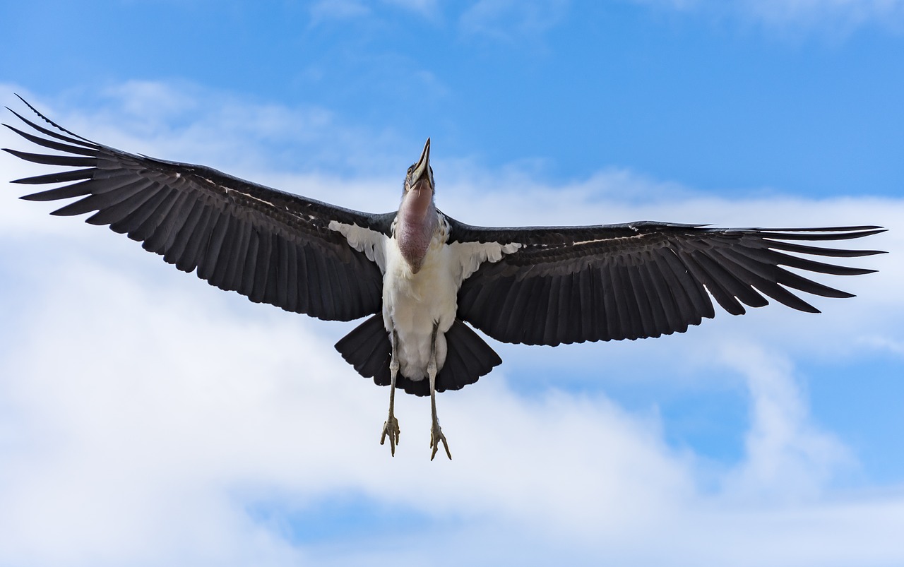 bird  raptor  animal free photo