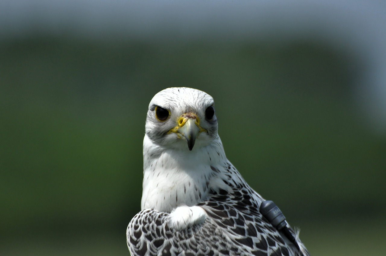 bird  falcon  animal free photo