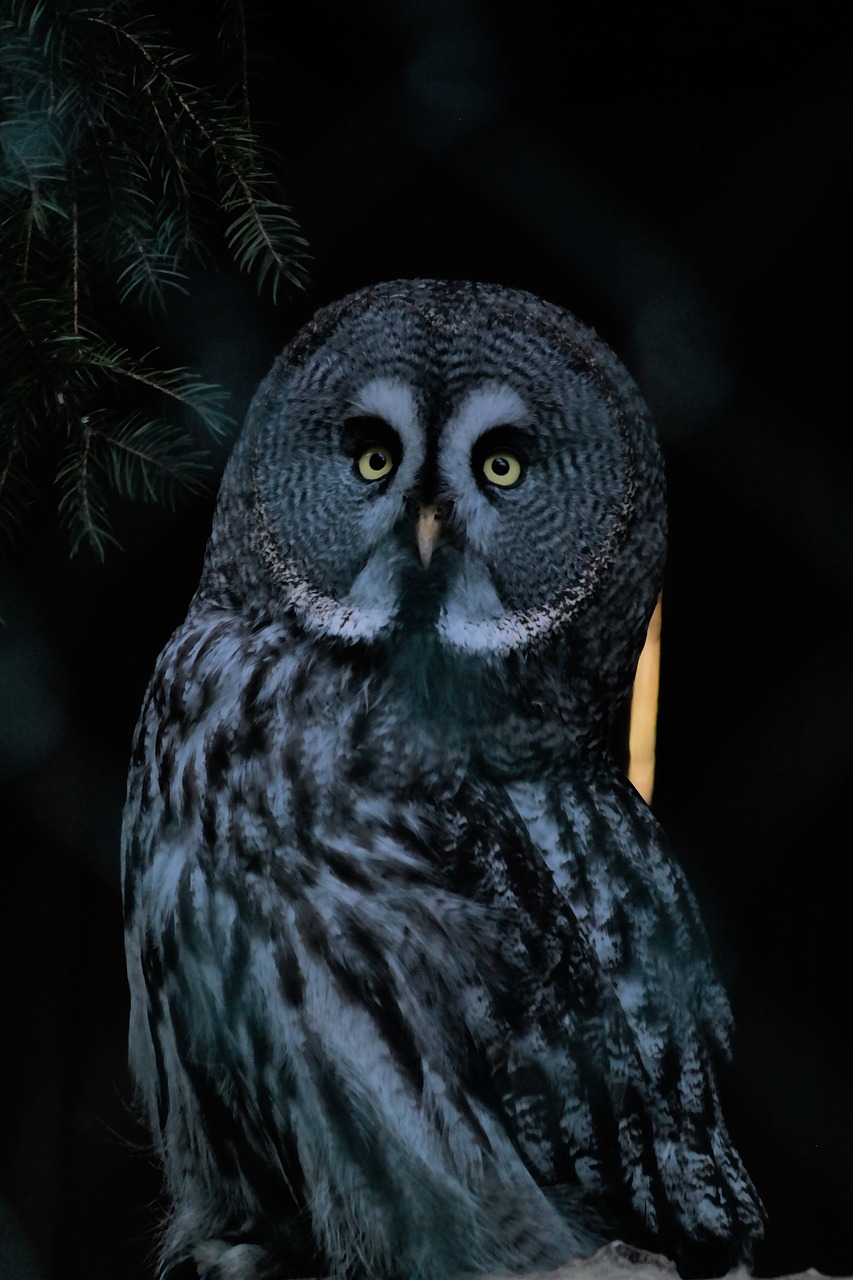 bird  owl  nocturnal free photo