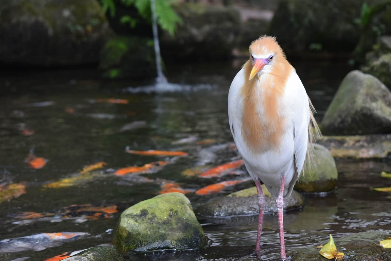 bird  water  nature free photo