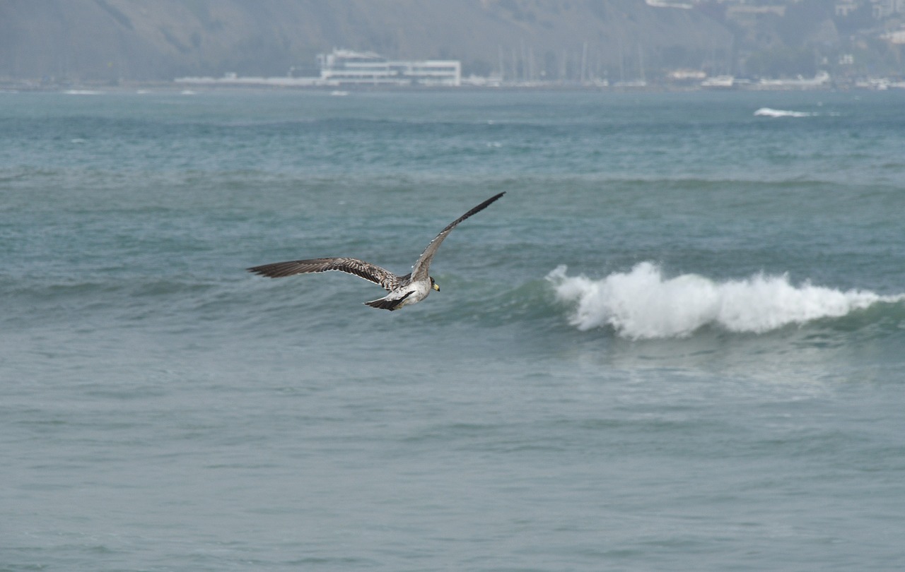 bird  flying  beach free photo