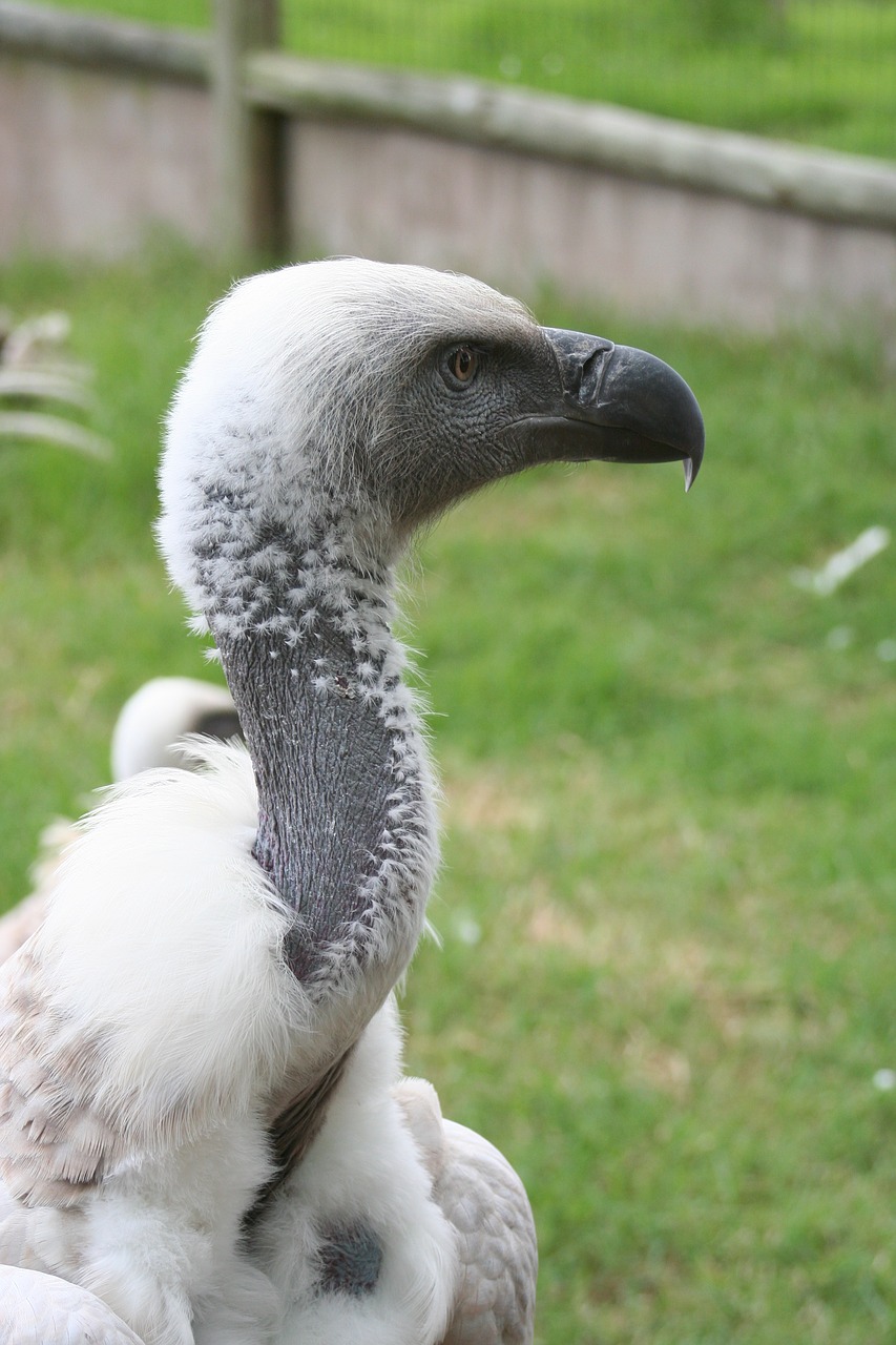 bird  vulture  raptor free photo