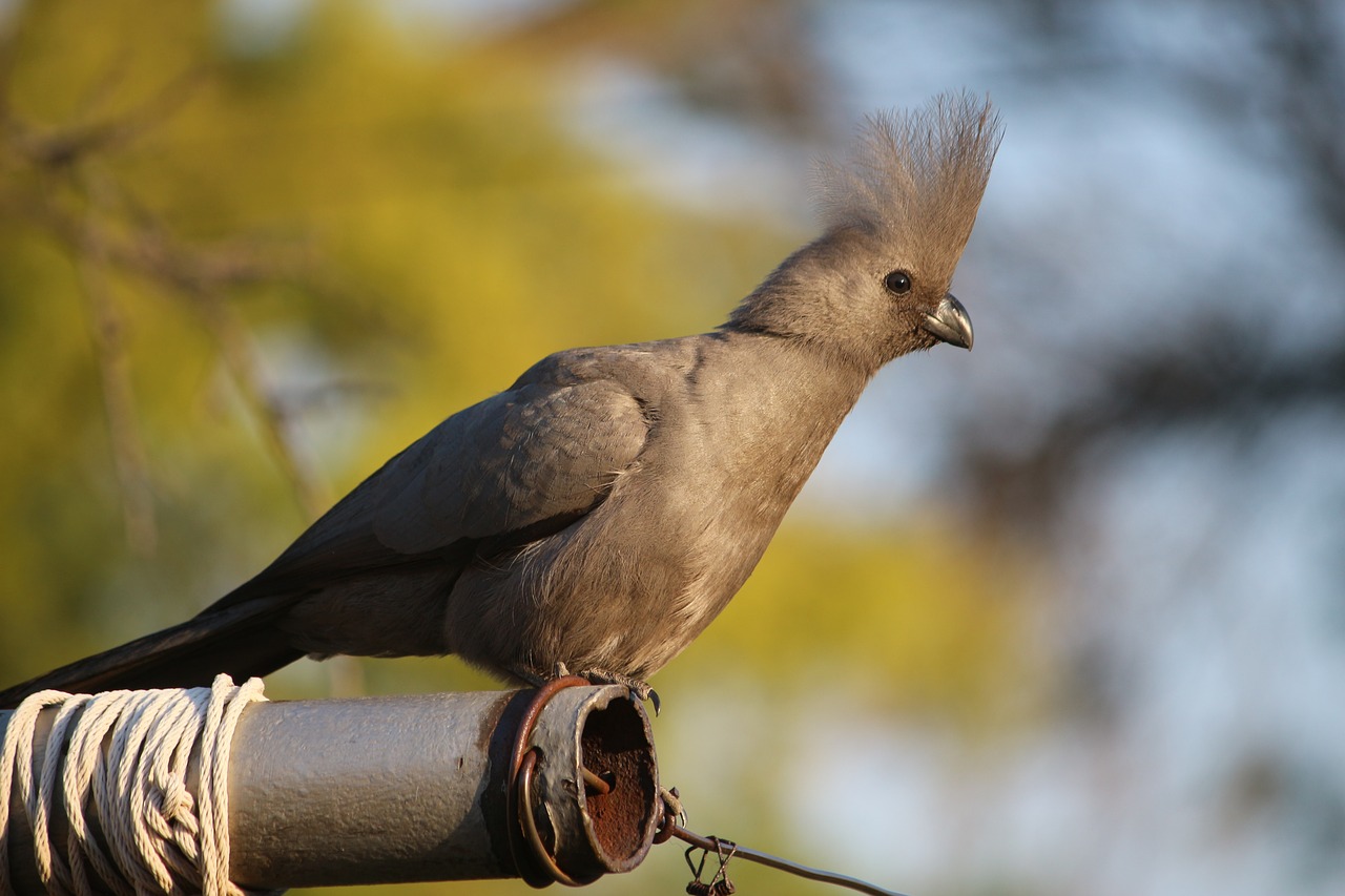 bird  pole  nature free photo