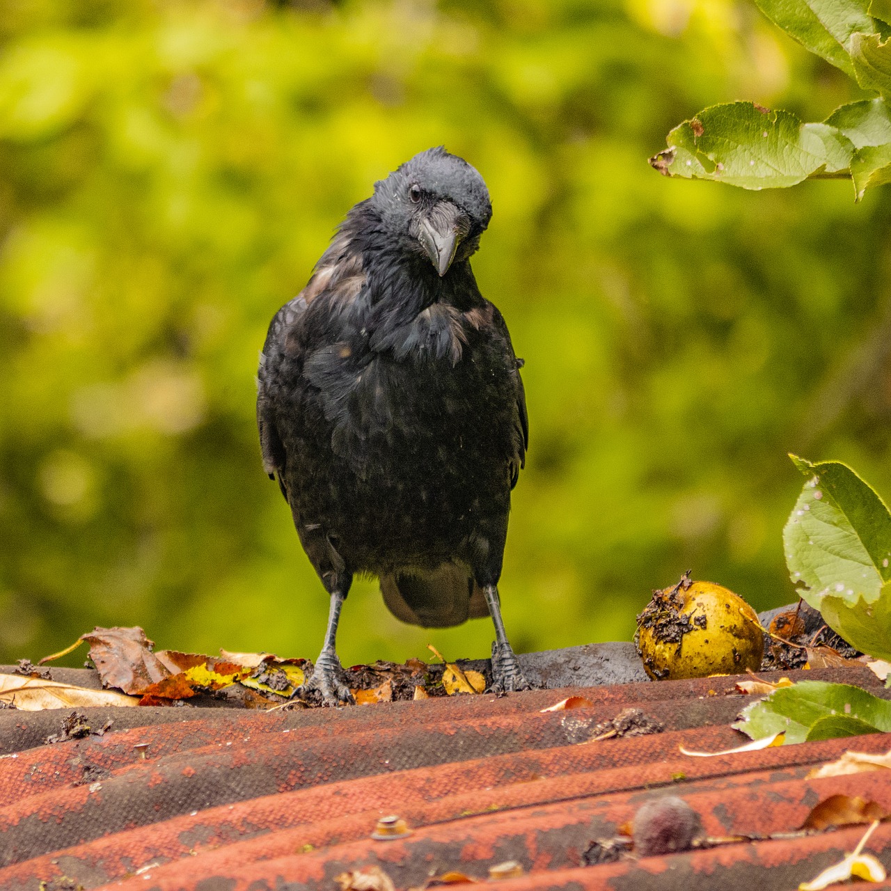 bird  raven bird  plumage free photo