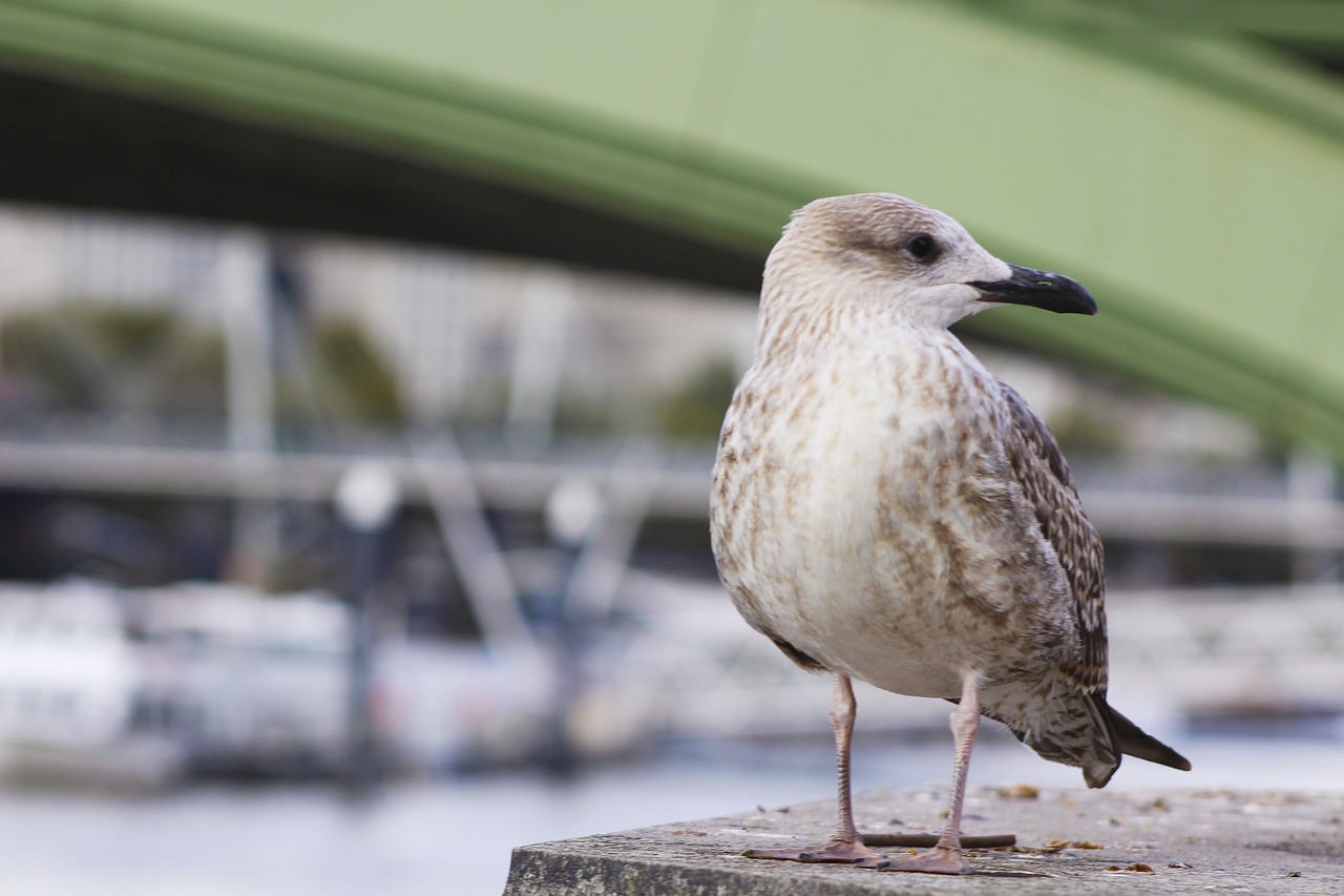 bird  london  city free photo