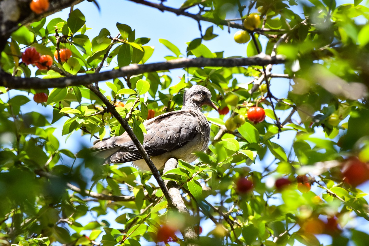 bird  tree  nature free photo