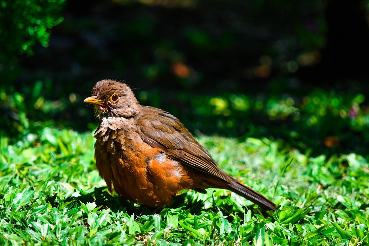 bird  green  animal free photo