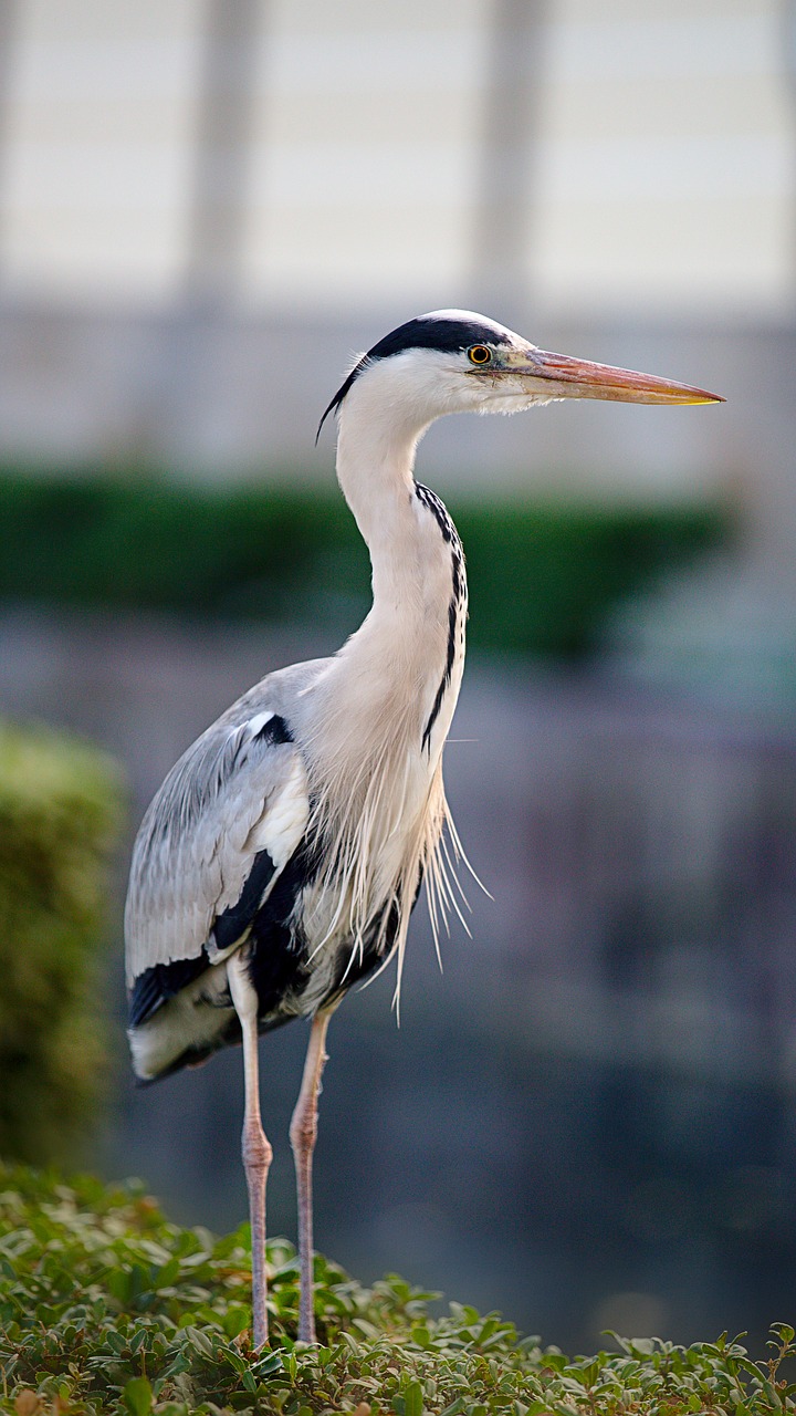 bird  grey heron  plumage free photo