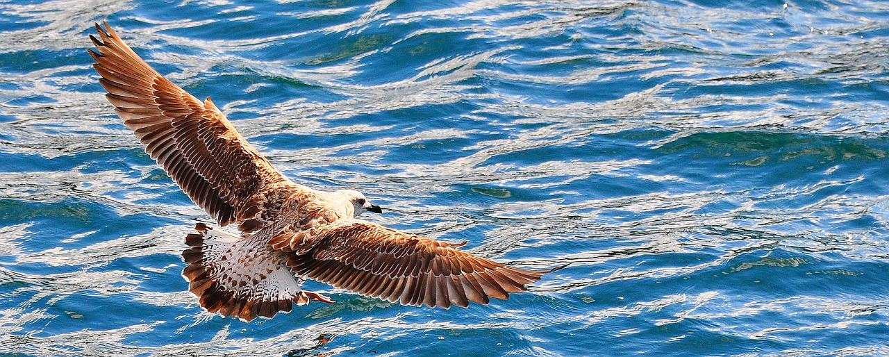 bird  water  animal free photo