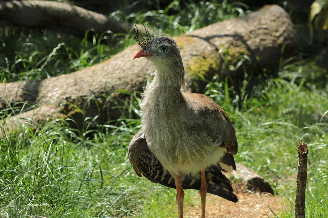 bird  zoo  plumage free photo