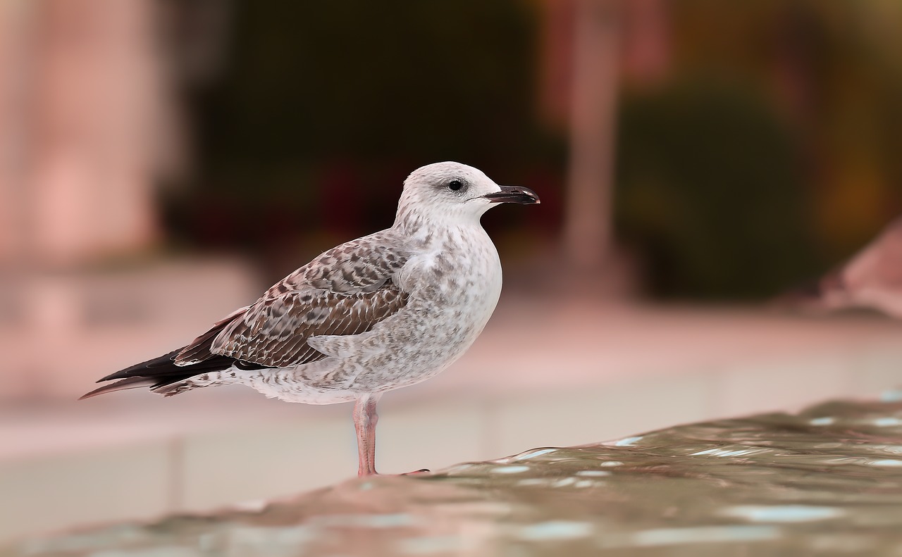 bird  seagull  birds free photo