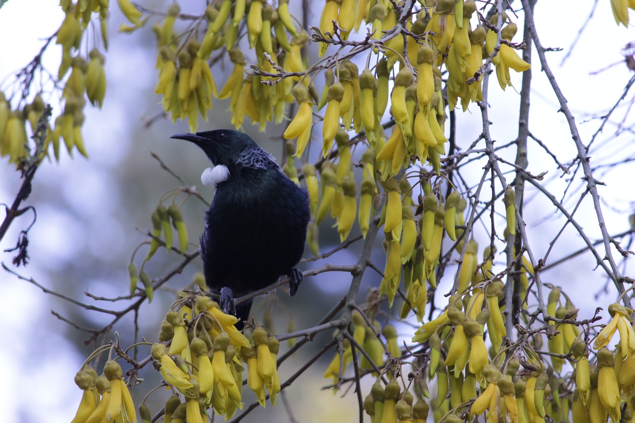 bird  flowers  tree free photo